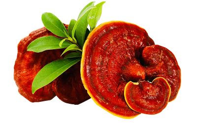 More about the seal wax fungus (ganoderma lucidum)